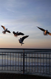 Gulls Lift Off Over St Clair